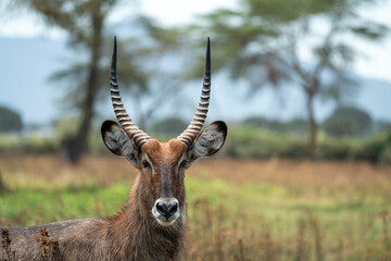 Impala antelope in Kenya safari