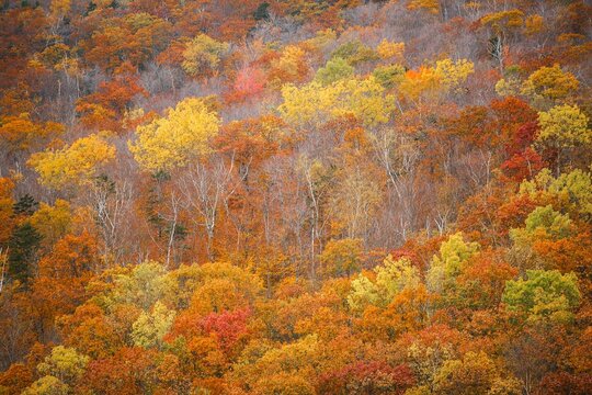 Fall color trees on a rural hillside in the appalachian mountains