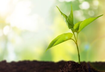 Young fresh green plant growing in soil.
