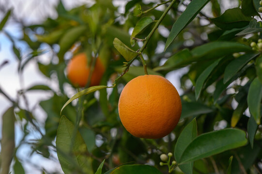 orange tree branches with ripe juicy fruits. natural fruit background outdoors. 5