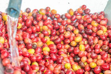washing ripe coffee for pulping