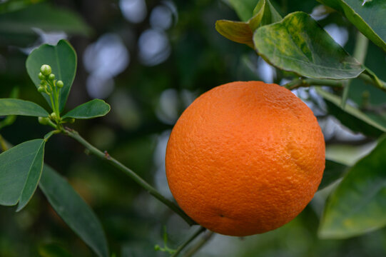 orange tree branches with ripe juicy fruits. natural fruit background outdoors. 4