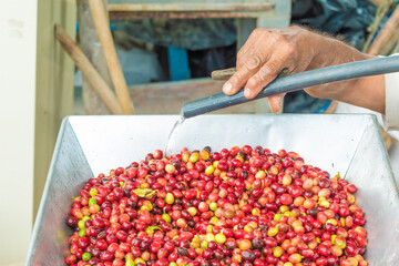 washing ripe coffee for pulping