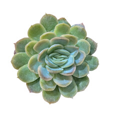 Green Succulent plant (Echeveria Orion), top view isolated on transparent background with clipping...
