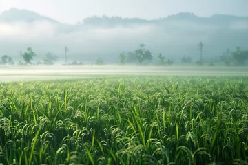 Foto op Canvas beautiful landscape of rice plantation in foggy day © Маргарита Вайс