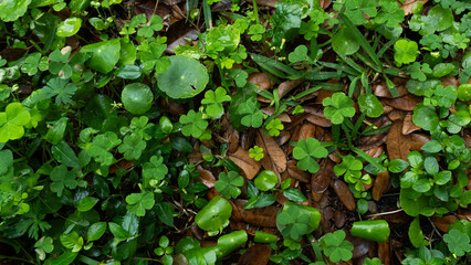Green ivy leaves and old brown leaves on the ground for spring