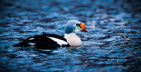 king eider on the sea