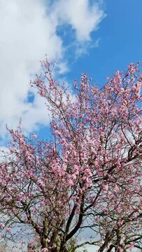 A pink and purple blossoming plum tree moves its branches in the wind.