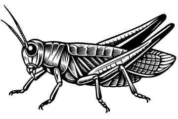 A realistic Grasshopper  silhouette  vector art illustration
