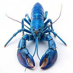Isolated Blue Lobster on White Background
