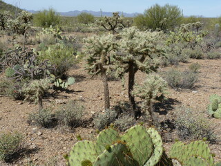 Cactus désert Arizona Etats-Unis