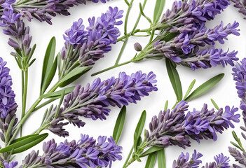 Lavender flowers isolated on white background with clipping path. Full Depth of field. Focus...