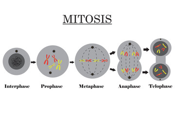 Mitosis. Cells with Chromosomes. Stages of Cell Division diagram. Vector illustration.	
