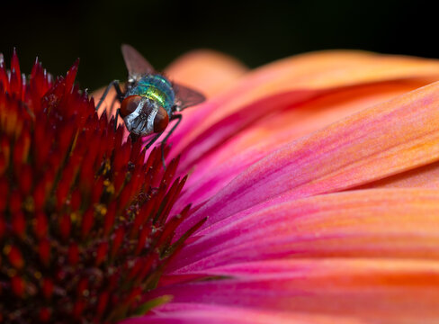 A bottle fly collects pollen from a bright pink and orange coneflower