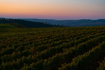 Beautiful sunset landscape with a green vine field in summer. Agriculture shot.