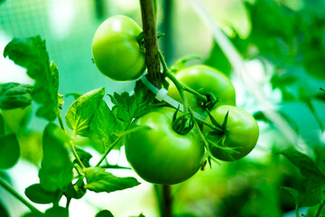 Unripe tomatoes in the garden. Close up. 