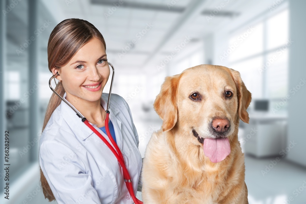 Wall mural Veterinarians doctors examination of a cute domestic dog