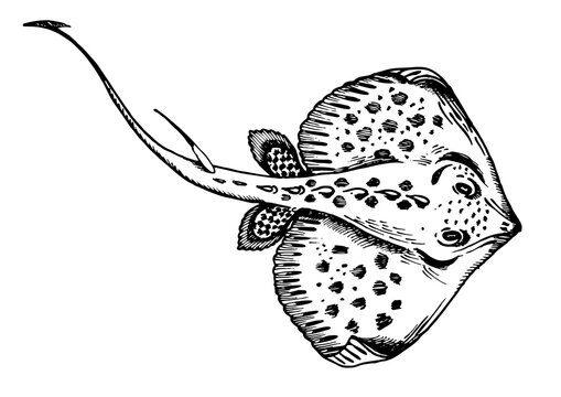 Stingray fish engraving PNG illustration with transparent background