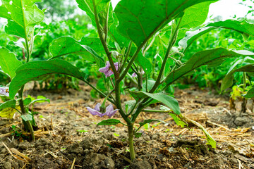 Purple flower on a young eggplant bush