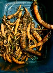 Delicious, healthy freshly picked organic carrots from a home vegetable garden