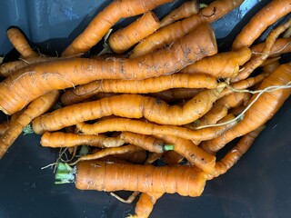 Delicious, healthy freshly picked organic carrots from a home vegetable garden