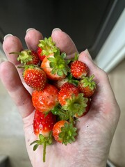 Freshly picked strawberries being held in the palm of a hand