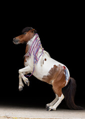 Patriotic Miniature Horse USA Patriotic Horse with red white and blue braids and glitter star flag