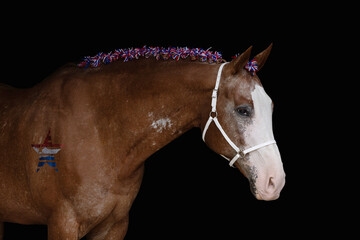 Patriotic Horse USA Patriotic Horse with red white and blue braids and glitter star flag