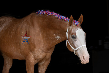 USA Patriotic Horse with red white and blue braids and glitter star flag