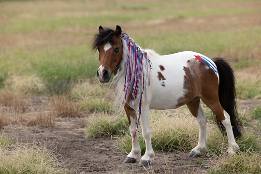 Patriotic Miniature Horse with red white and blue decorations 