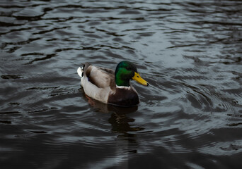 duck on the water