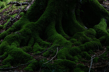 Vivid green moss drapes over the tangled roots of an old tree in the forest