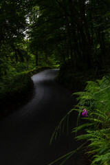 An asphalt roadway winding through a dark shady forest with lush green growth