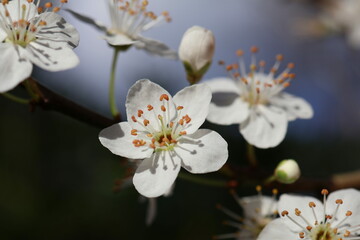 close up of white flowers