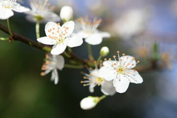 close up of white flowers