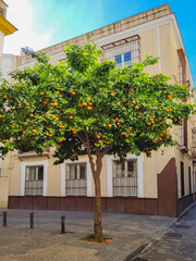 Orange tree with juicy oranges on the street, urban landscaping of the city of Seville, Andalusia, Spain