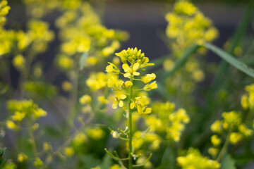 Flores amarillas en un día de primavera