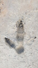 Emu footprint in the sand