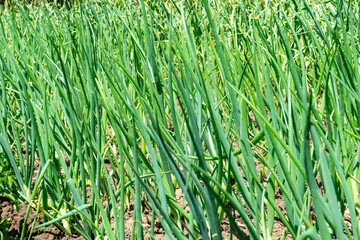 Growing green onions in open ground
