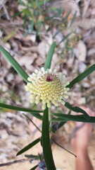 Wildflower growing in a national park
