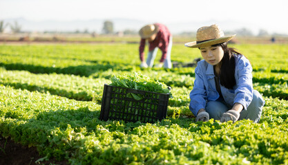 Asian girl farmer gathering fresh lettuce leaves on vegetable plantation.