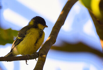 Willow tit (Parus palustris) in a tree