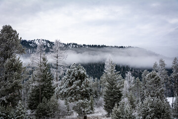 Snow covered pine trees with fog and mountains in the background