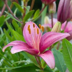 Beautiful pink lily flower on green leaves background, closeup