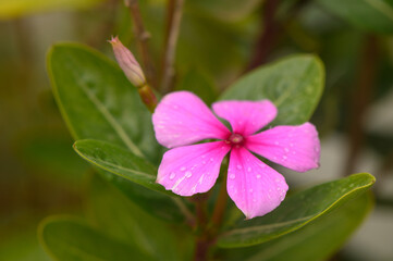Magenta periwinkle,vinca (Catharanthus),pink lily flower