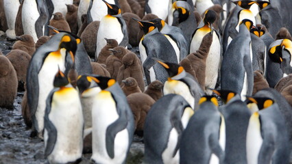 Fluffy, brown chicks in a king penguin (Aptenodytes patagonicus) colony at Salisbury Plain, South...
