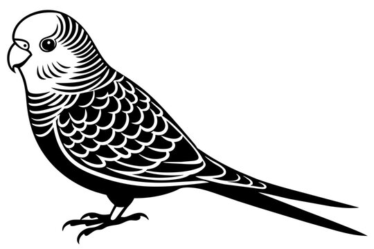 recommend clip art: budgerigar budgie silhouette vector illustration
