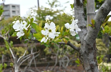 Common pearlbush ( Exochorda racemosa ) flowers. Rosaceae deciduous shrub. Blooms white flowers from April to May.