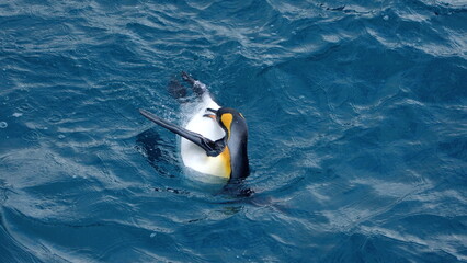 King penguin (Aptenodytes patagonicus) swimming and preening in the Atlantic Ocean off of Salisbury...