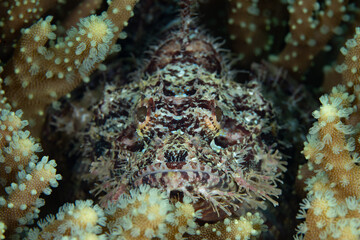 A well-camouflaged scorpionfish, Scorpaenopsis sp., waits to ambush unwary prey on a coral reef in Raja Ampat, Indonesia. All species of scorpionfish protect themselves with venomous fin spines.